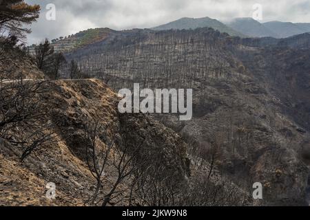 Spanish mountains with pine forest burned after wildfire, Mijas, Malaga, Andalucia, Spain Stock Photo
