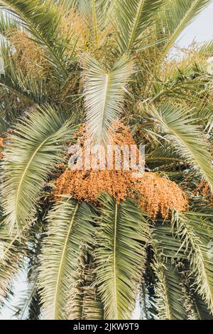 Closeup, ripe dates hanging on the leaves of a palm tree, typical of tropical or desert coastal areas. Travel concept, summer. Stock Photo