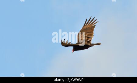 A closeup of the turkey vulture flying in the sky. Cathartes aura. Stock Photo