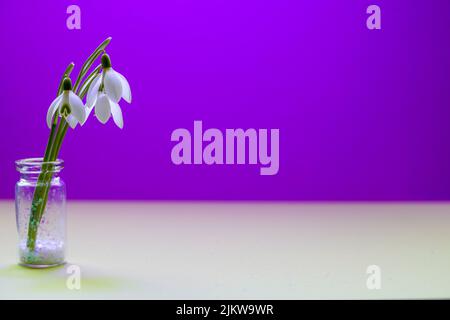 A closeup of snowdrops in the glass bottle isolated on a violet background with copy space. Stock Photo