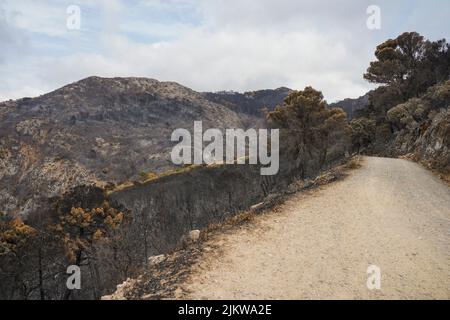 Spanish mountains with pine forest burned after wildfire, Mijas, Malaga, Andalucia, Spain Stock Photo