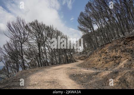 Spanish mountains with pine forest burned after wildfire, Mijas, Malaga, Andalucia, Spain Stock Photo