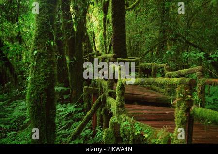 A beautiful shot of wooden stairs covered with moss in a park Stock Photo