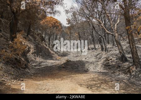 Spanish mountains with pine forest burned after wildfire, Mijas, Malaga, Andalucia, Spain Stock Photo