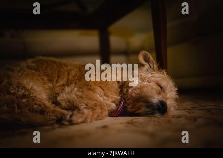 A beautiful shot of a cute dog sleeping on a floor Stock Photo