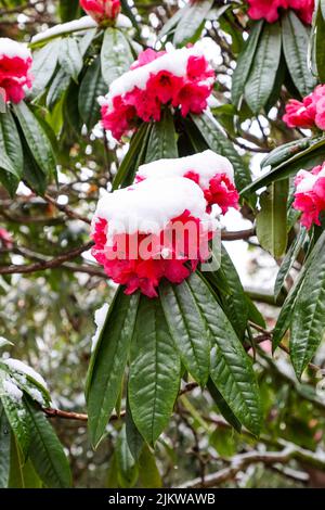 Large Rhododendron bush in snow with red flowers and buds partially ...