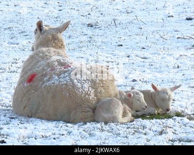 Spring twin lambs and ewe in a snow covered field in the Scottish Borders Stock Photo