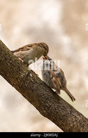 A baby sparrow waits for his mother to feed him Stock Photo