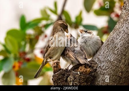 A baby sparrow waits for his mother to feed him Stock Photo