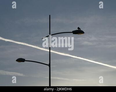 Bird standing on the street lamp with lamp post, plane trail on the sky in background Stock Photo