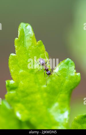 Ant walking on a leaf in the garden Stock Photo