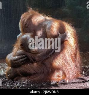 An orangutan mother with her baby monkey Stock Photo