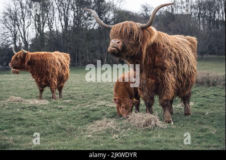 A beautiful shot of a small herd of Scottish Highland cows grazing on a grassland during daytime Stock Photo