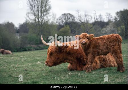 A beautiful shot of an adult Scottish Highland Cow with its Calf resting on the grass during daytime Stock Photo