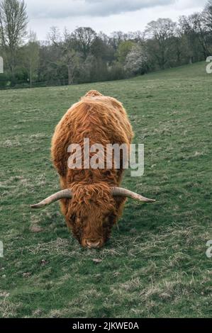 A beautiful shot of an adult Scottish Highland cow grazing on the grass ...
