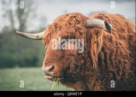 A beautiful shot of an adult Scottish Highland cow grazing on the grass during daytime Stock Photo