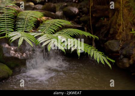 The wonderful waterfall and fern, Manoa Falls in Oahu Hawai Stock Photo