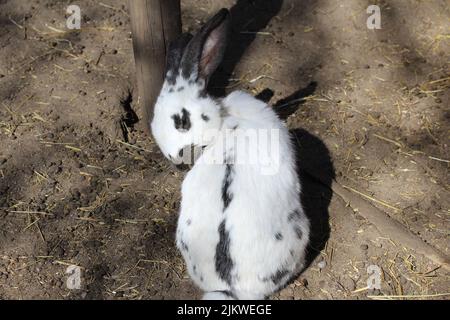 A closeup of a cute white rabbit with black spots sitting on the ground under sun Stock Photo
