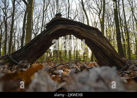 A beautiful shot of a broken tree in a forest during the day Stock Photo