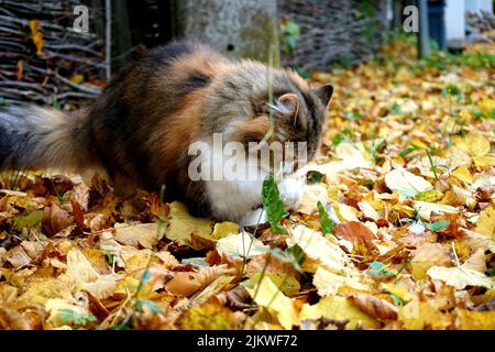 A closeup of a cat playing with fallen leaves during autumn Stock Photo
