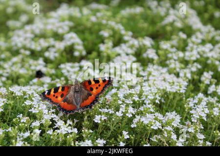 An urticaria butterfly on white flowers in a field Stock Photo