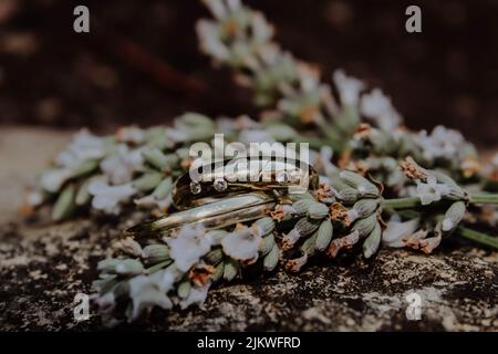 A closeup of a wedding rings on a flowering plant Stock Photo