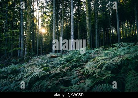 A beautiful shot of fern plants growing in a forest full of tall trees in the spring. Stock Photo