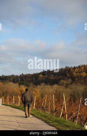 A vertical rear view of a man walking along the bushes during autumn Stock Photo