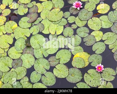 Blooming water lily on water. Densely growing water lily. Pink water lily. Stock Photo