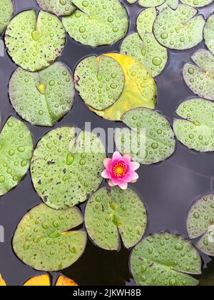 Blooming water lily on water. Densely growing water lily. Waterdrops on leafs. Stock Photo