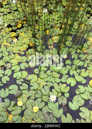 Blooming water lily on water. Densely growing water lily. Yellow and white water lily. Stock Photo