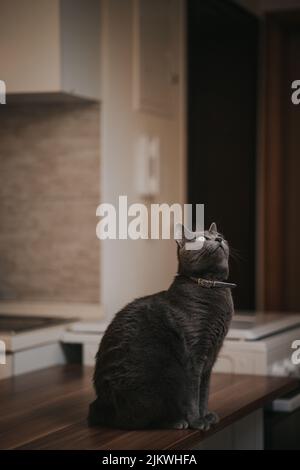 A vertical closeup of the Russian Blue Cat commonly referred to as just Russian Blue. Stock Photo