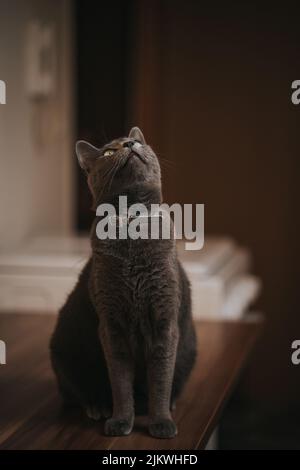 A vertical closeup of the Russian Blue Cat commonly referred to as just Russian Blue. Stock Photo