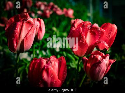 A closeup of the beautiful garden tulips. Stock Photo