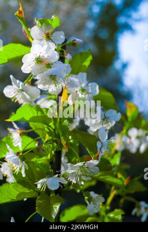 A vertical closeup of the blooming Callery pear tree branch with white flowers. Pyrus calleryana. Stock Photo