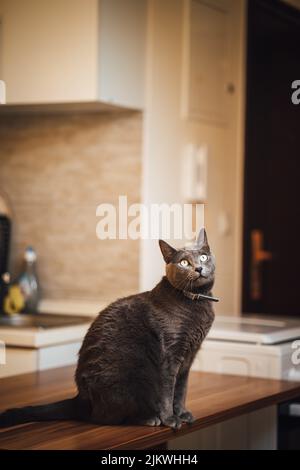 A vertical closeup of the Russian Blue Cat commonly referred to as just Russian Blue. Stock Photo