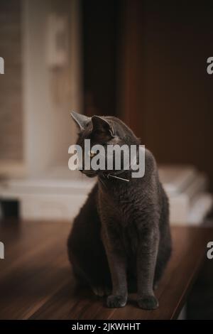 A vertical closeup of the Russian Blue Cat commonly referred to as just Russian Blue. Stock Photo