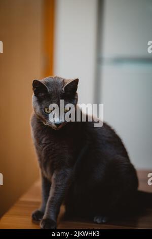 A vertical closeup of the Russian Blue Cat commonly referred to as just Russian Blue. Stock Photo