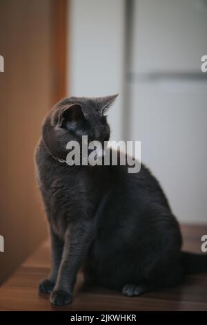 A vertical closeup of the Russian Blue Cat commonly referred to as just Russian Blue. Stock Photo