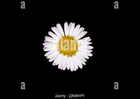A closeup of Bellis perennis, the daisy isolated on black background. Stock Photo