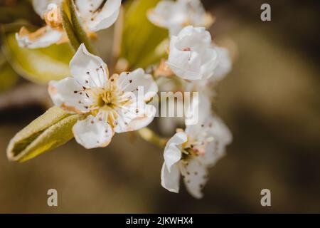 A closeup of the blooming Callery pear tree branch with white flowers. Pyrus calleryana. Stock Photo