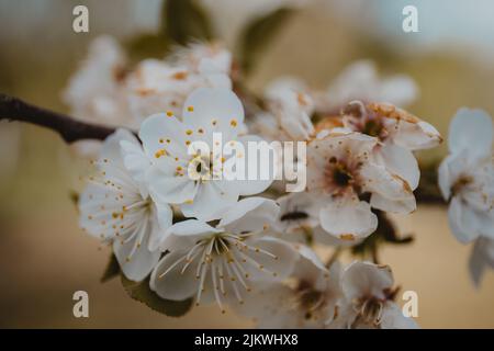 A closeup of the blooming Callery pear tree branch with white flowers. Pyrus calleryana. Stock Photo