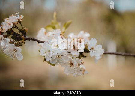 A closeup of the blooming Callery pear tree branch with white flowers. Pyrus calleryana. Stock Photo