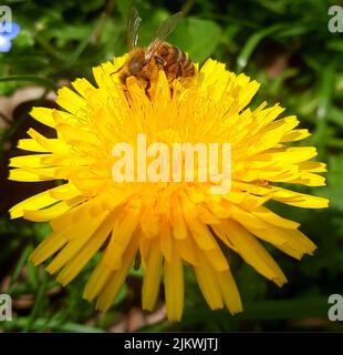 First days of Spring on a meadow.Bees are happy to have flower dandelion.Valuable bee Stock Photo