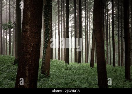 A beautiful mysterious forest with long trees covered in green leaf plants on a foggy day Stock Photo