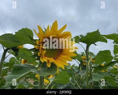 A closeup of a big sunflower blooming in a garden under a blue sky Stock Photo