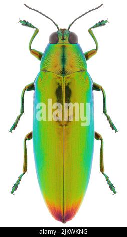 Jewel beetle species Chrysochroa fulminans. Stock Photo