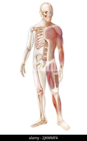 Skeleton and muscular system of a human body. Stock Photo