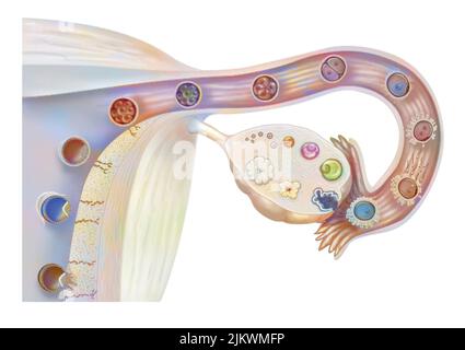 Female genitalia: ovarian cycle, ovulation, fertilization, embryo segmentation, implantation. Stock Photo