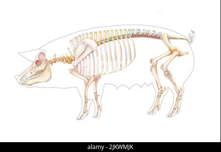 Anatomy of the pig with its bone system Stock Photo - Alamy